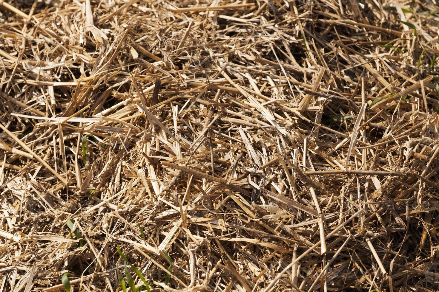 dense stacks of straw photo