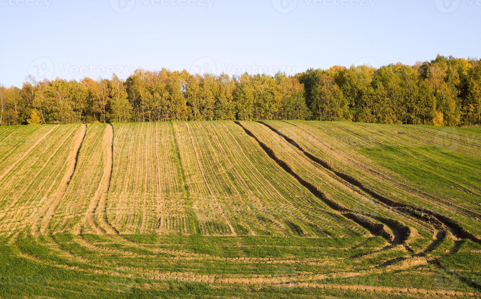 campo agrícola temporada de otoño foto