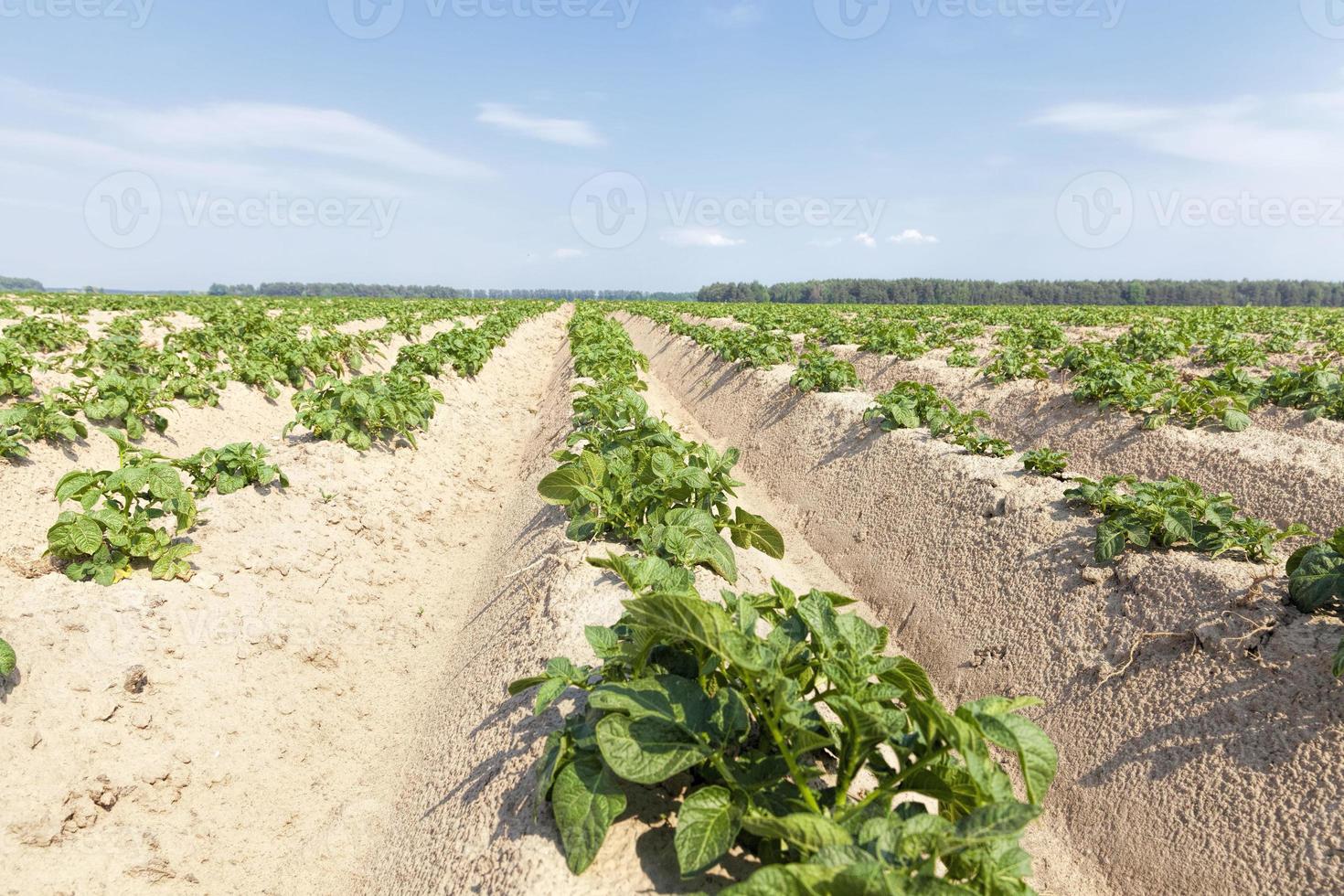 potatoes are grown photo