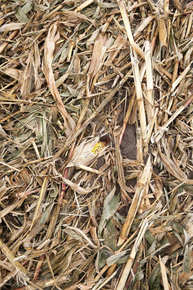husks and leaves of corn photo