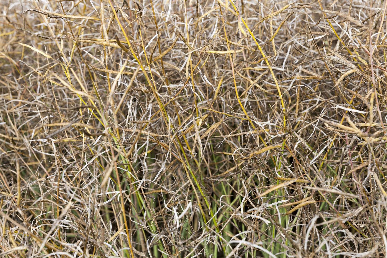 agricultural field rapeseed photo