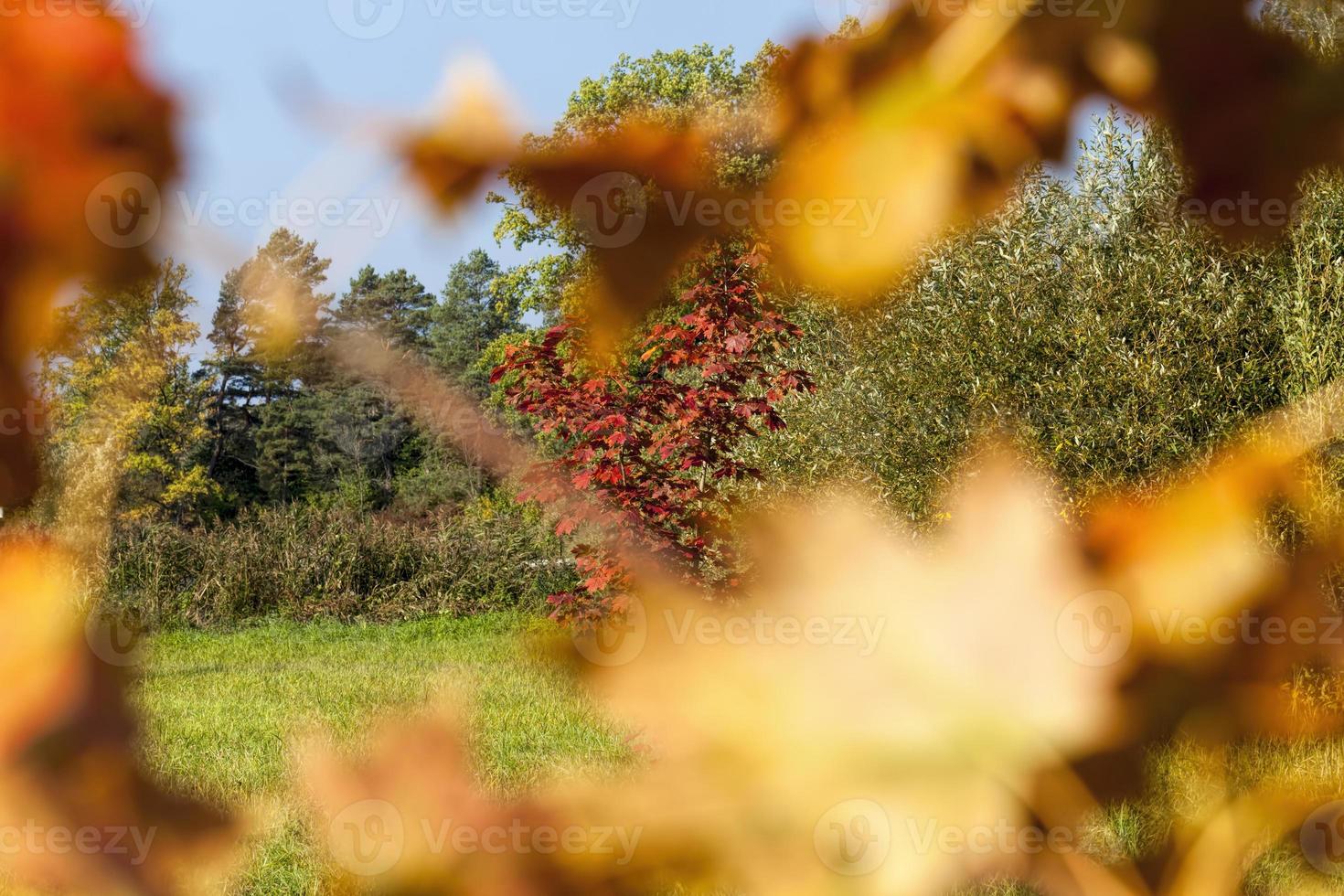 árboles coloridos en el bosque en otoño foto