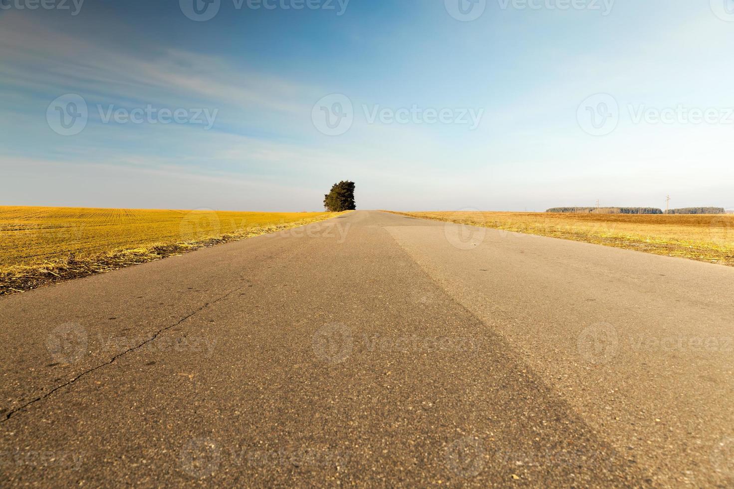 camino pavimentado, un árbol foto