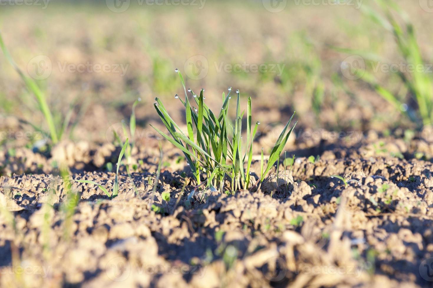 young grass plants, close-up photo