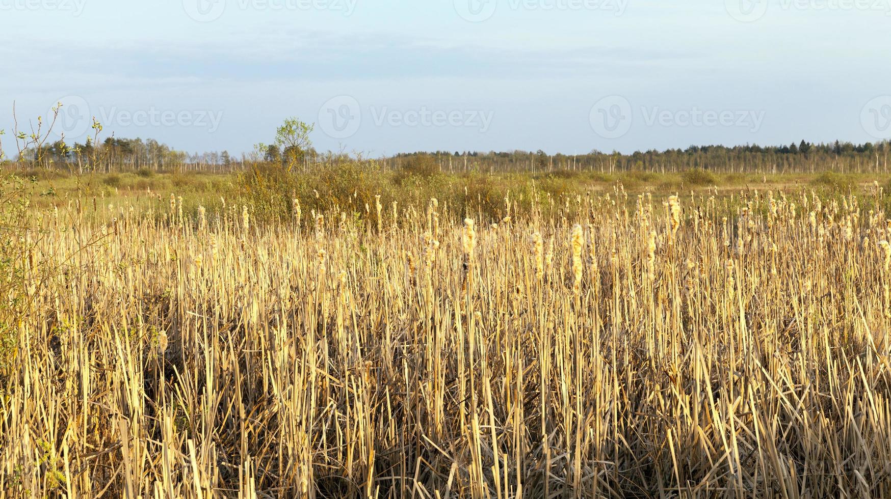 swamp and reeds, autumn photo