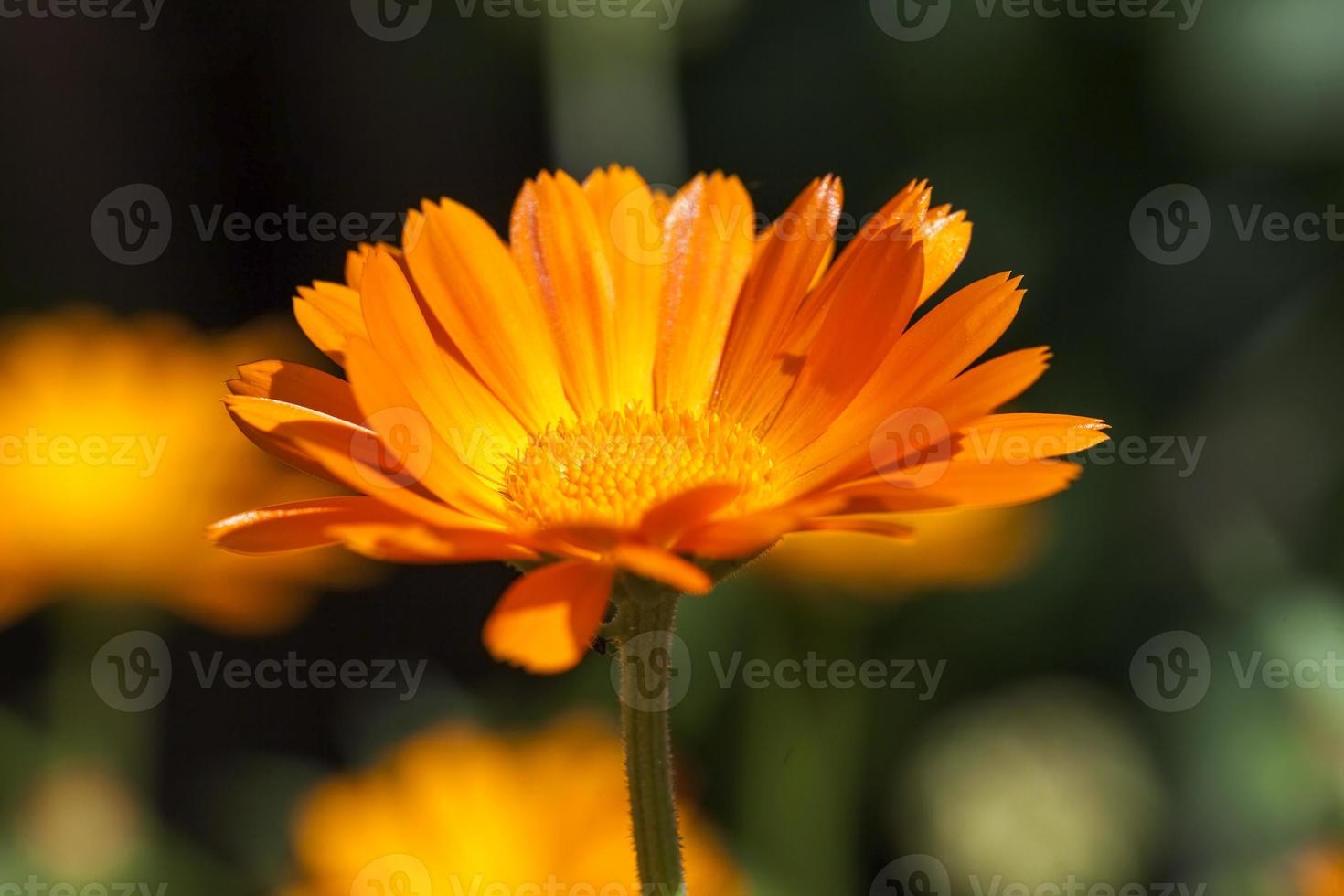 orange flowers of calendula photo