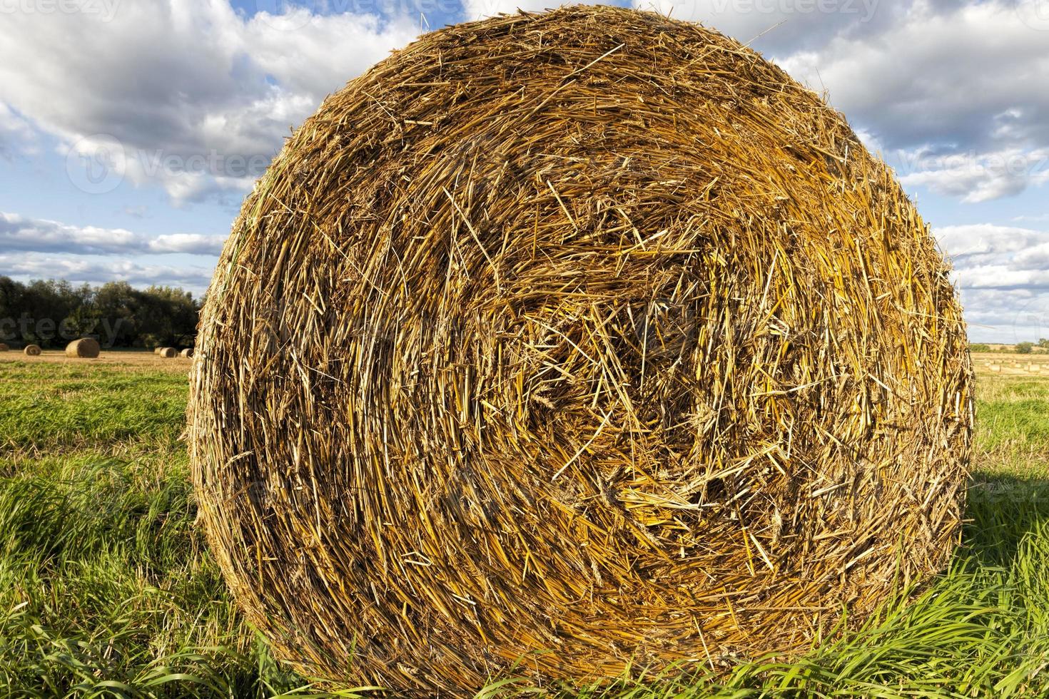 an agricultural field photo