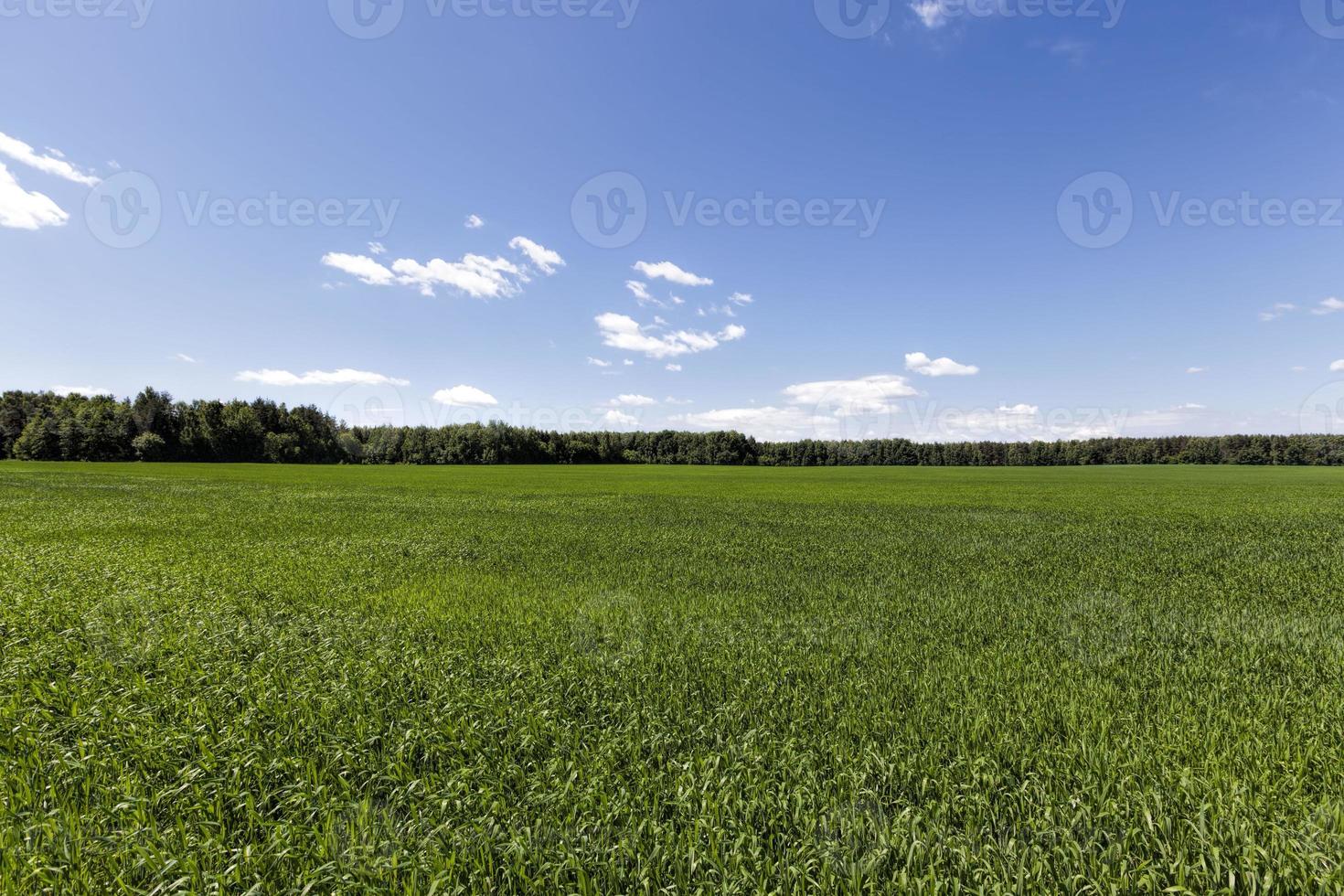 an agricultural field photo