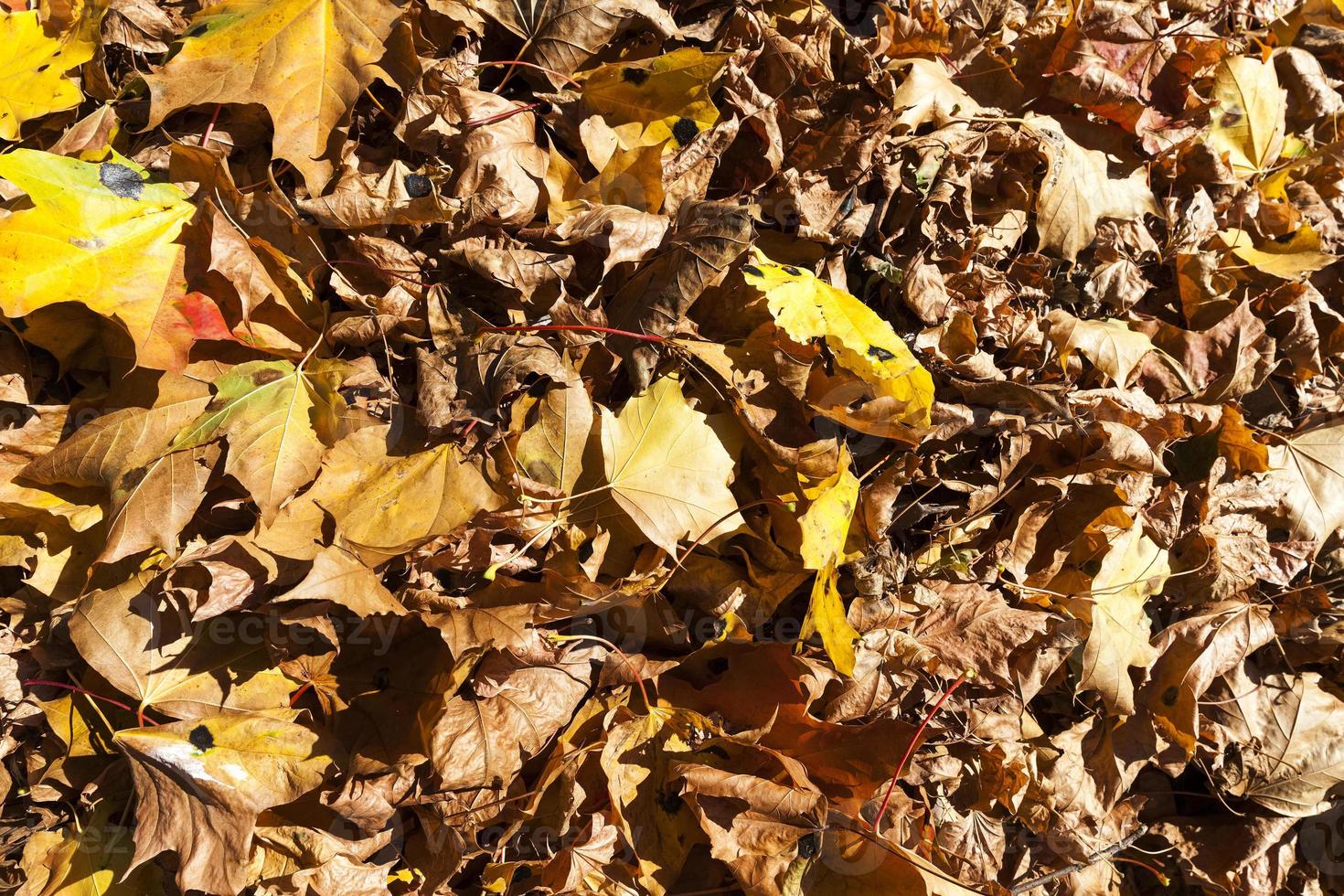 European autumn, close up photo