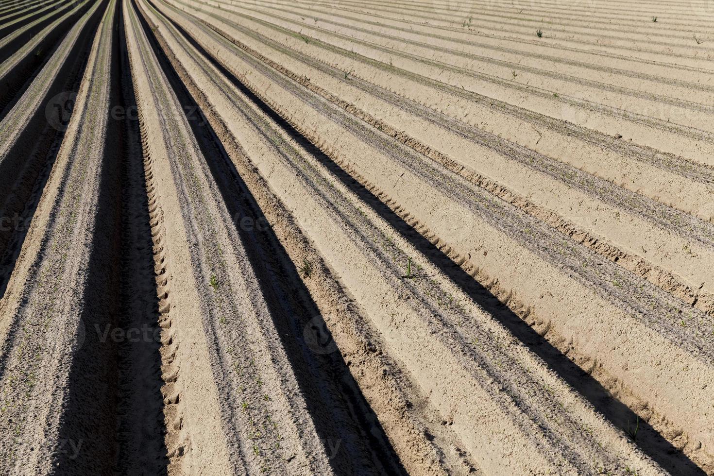 campo agrícola con surcos foto