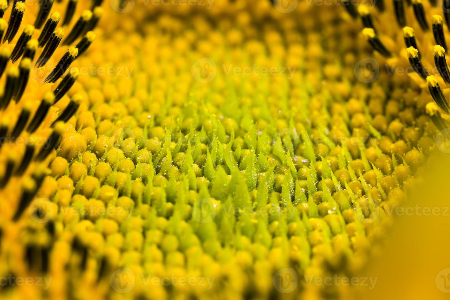 pétalos de color amarillo brillante foto