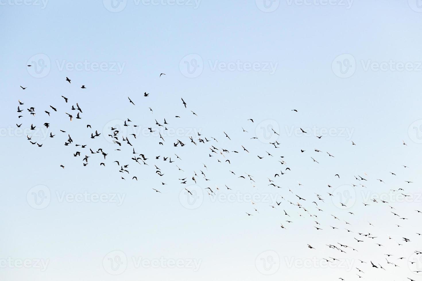 birds flying in the sky photo