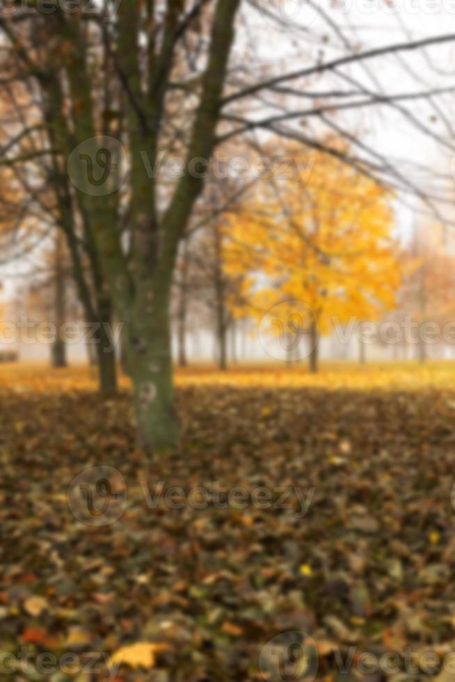 parque de otoño, nublado foto