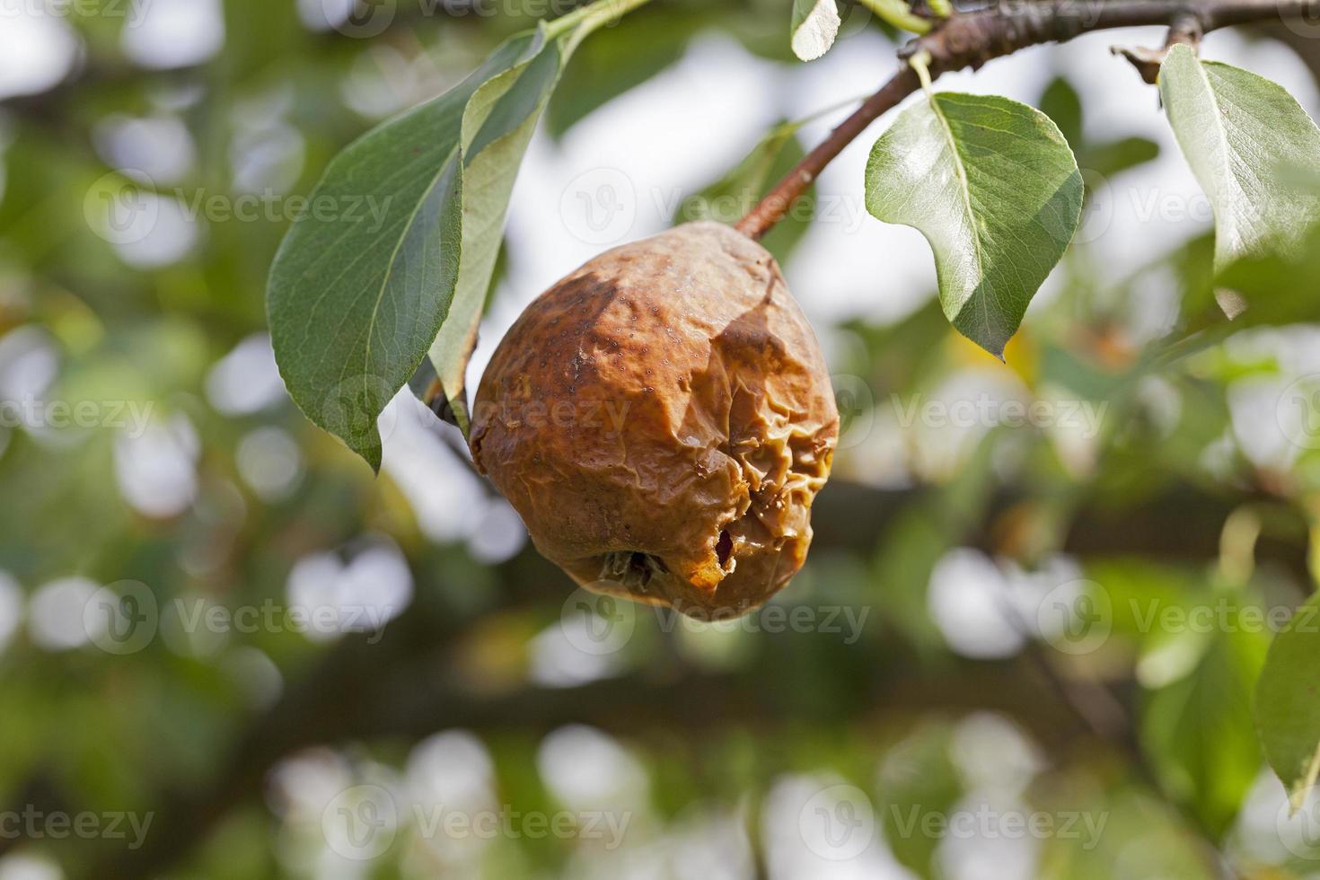 rotten pear on the tree photo