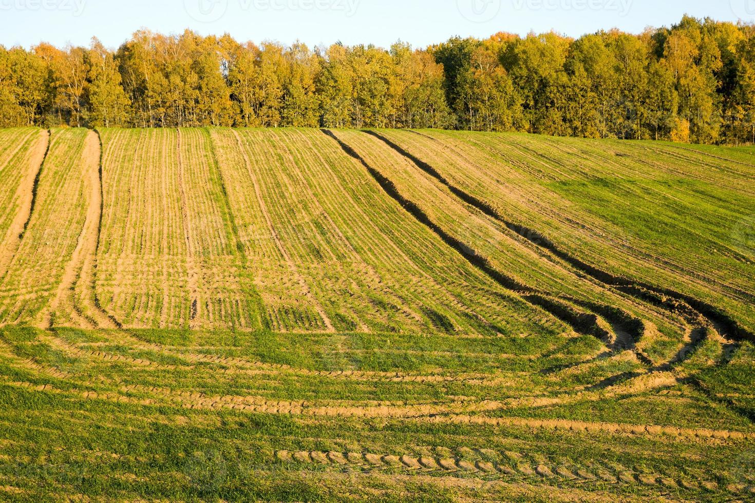 agricultural field and forest 9414943 Stock Photo at Vecteezy