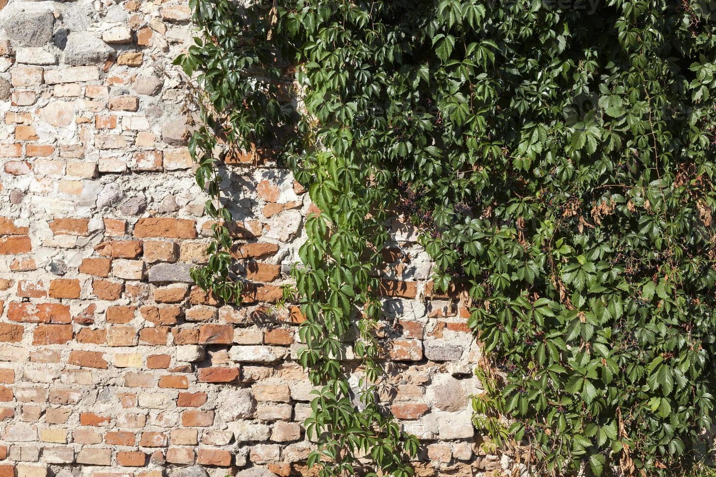 hiedra vieja de la pared de ladrillo foto