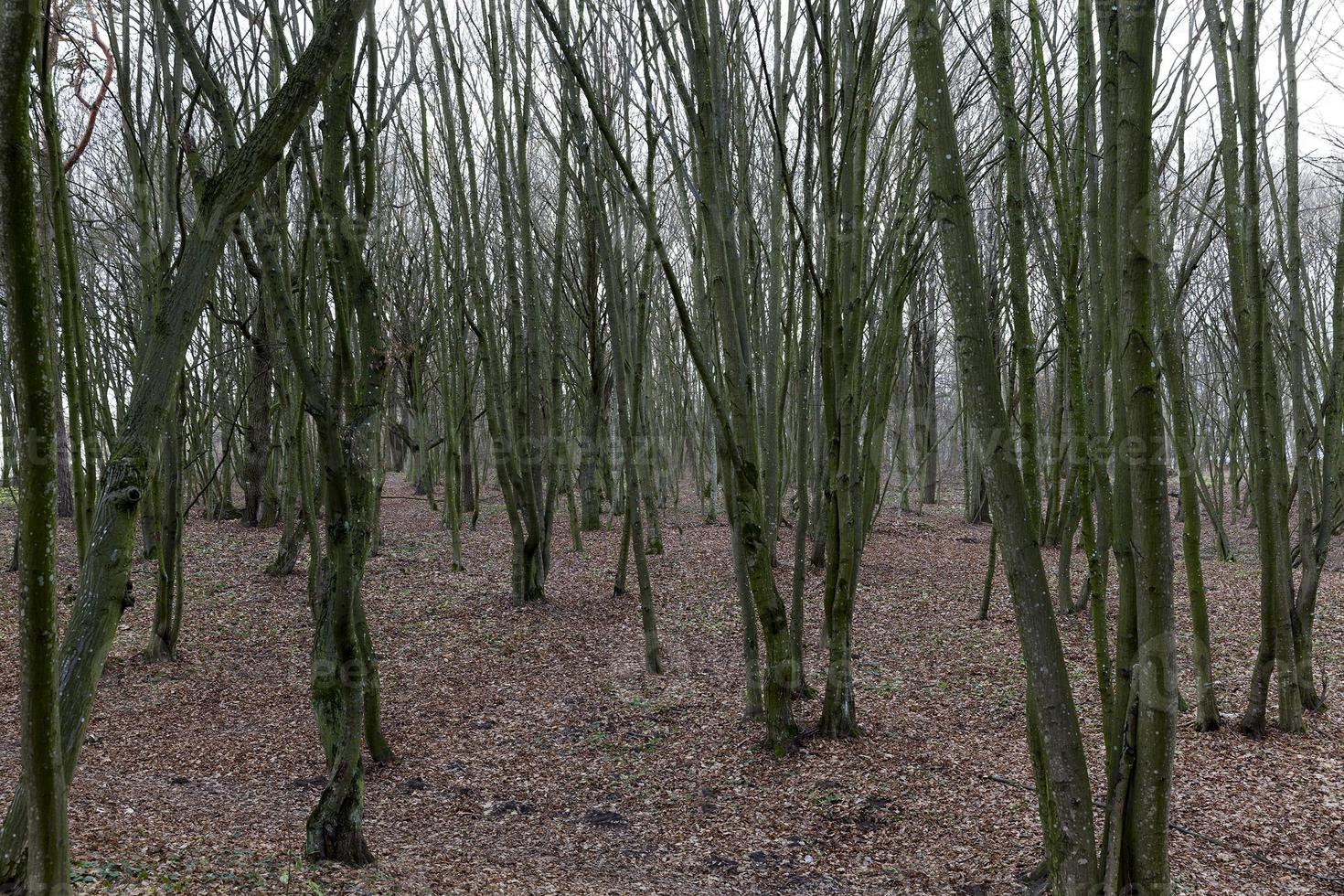 trees in autumn forest photo