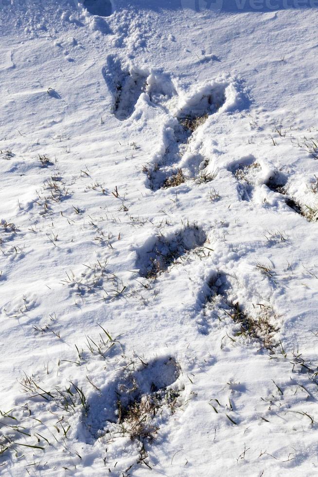 human footprints in the snow photo