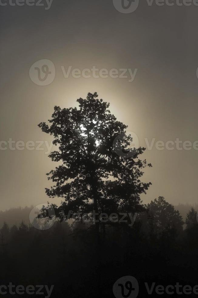 Tree in the fog photo