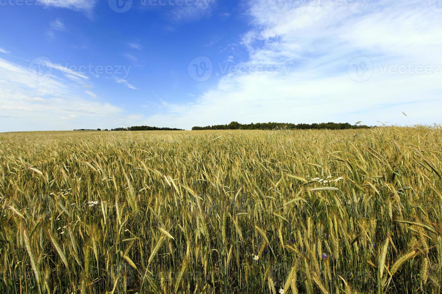 field with cereals photo