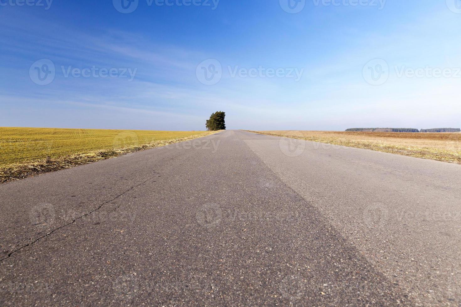 camino rural, árbol foto