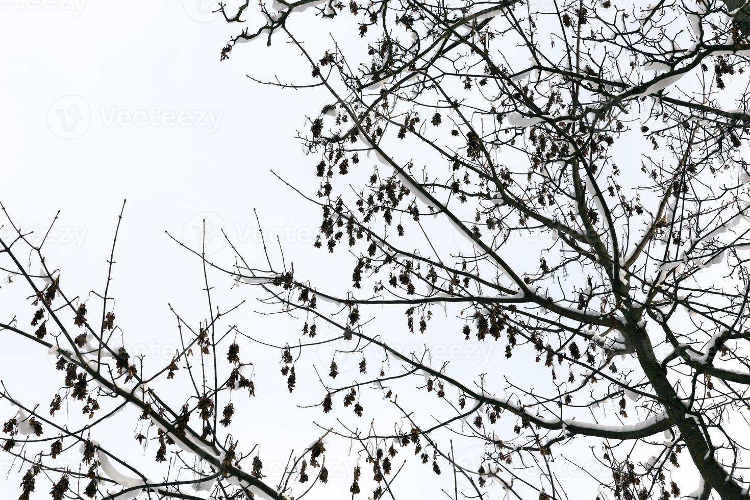 trees in winter forest photo