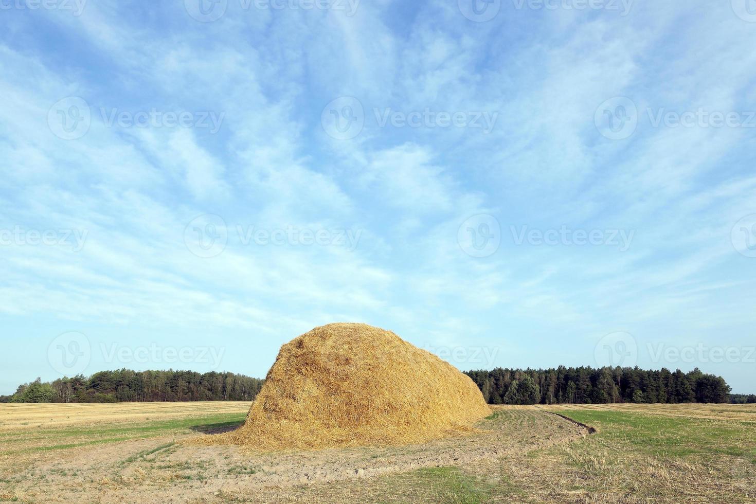 stack of straw in the field photo