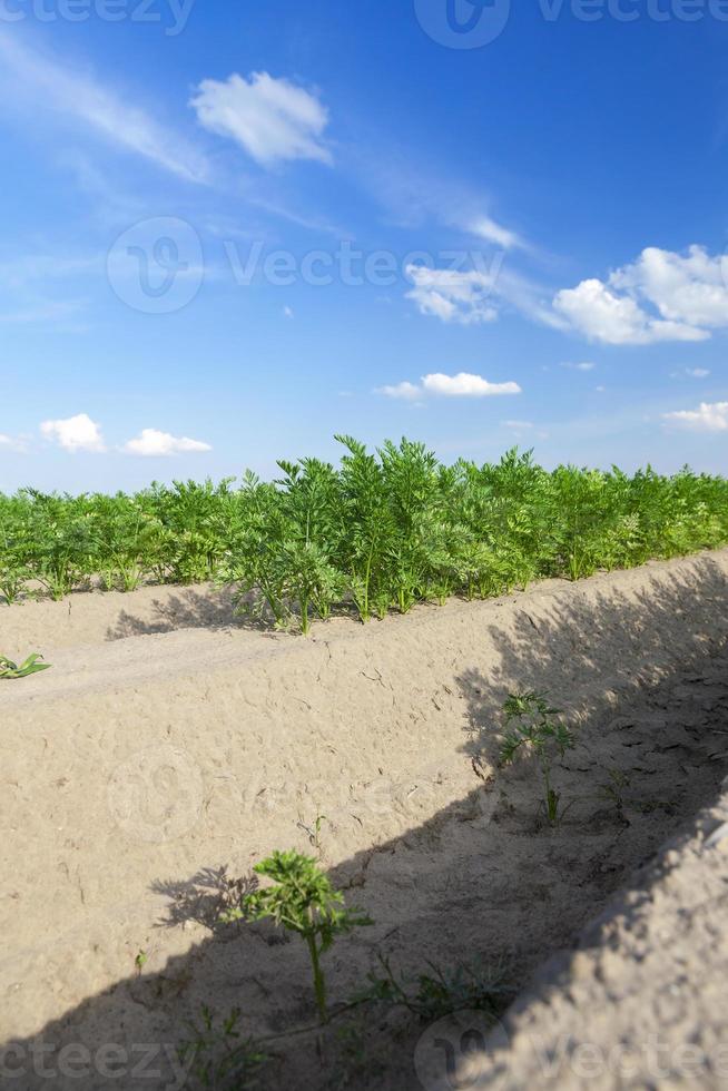 Field with carrot photo