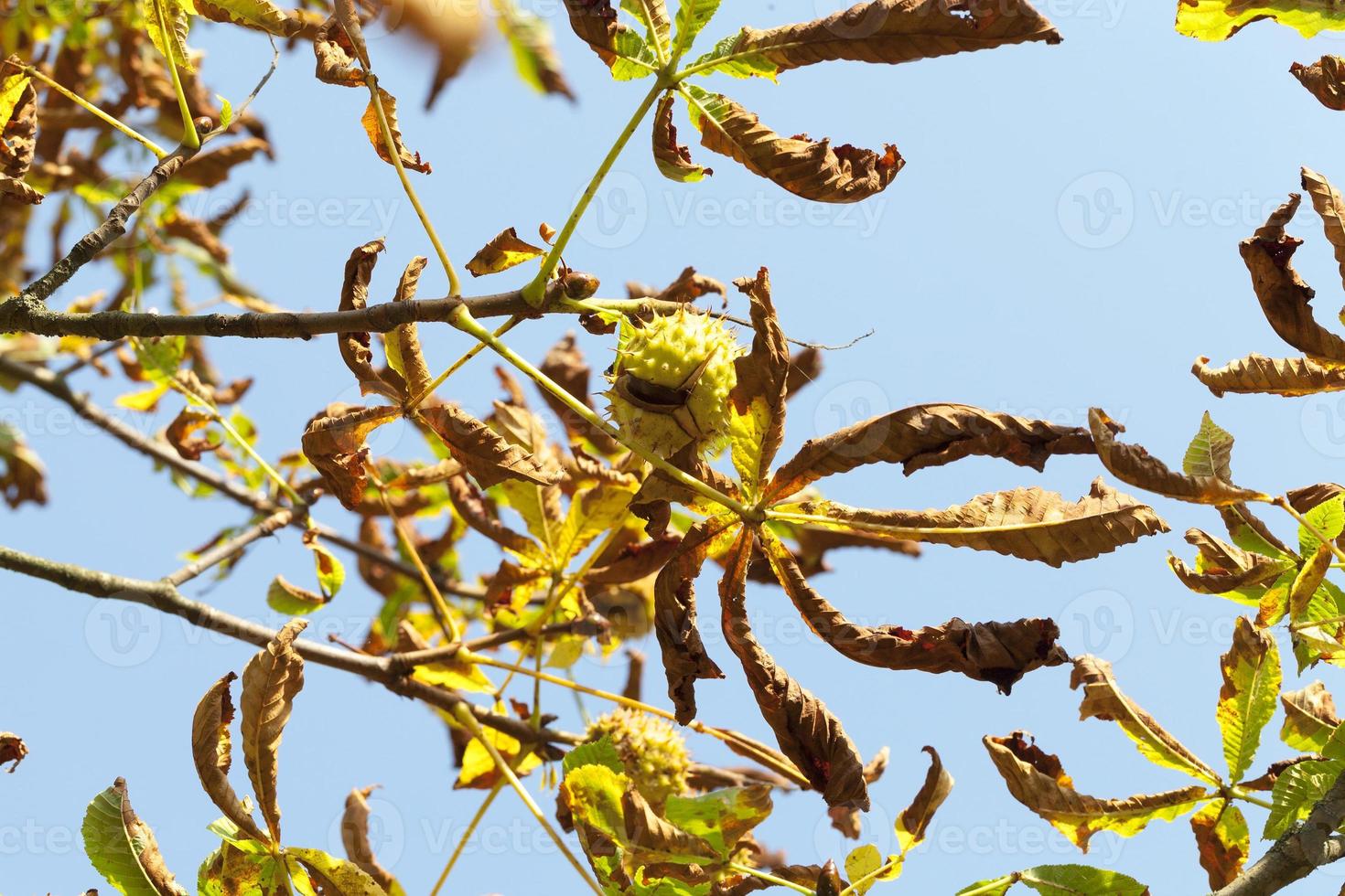 ripe fruit chestnut photo