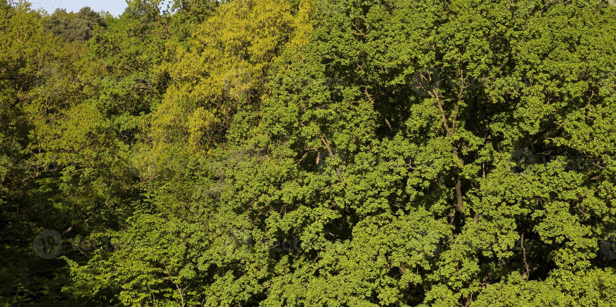 deciduous forest, close up photo