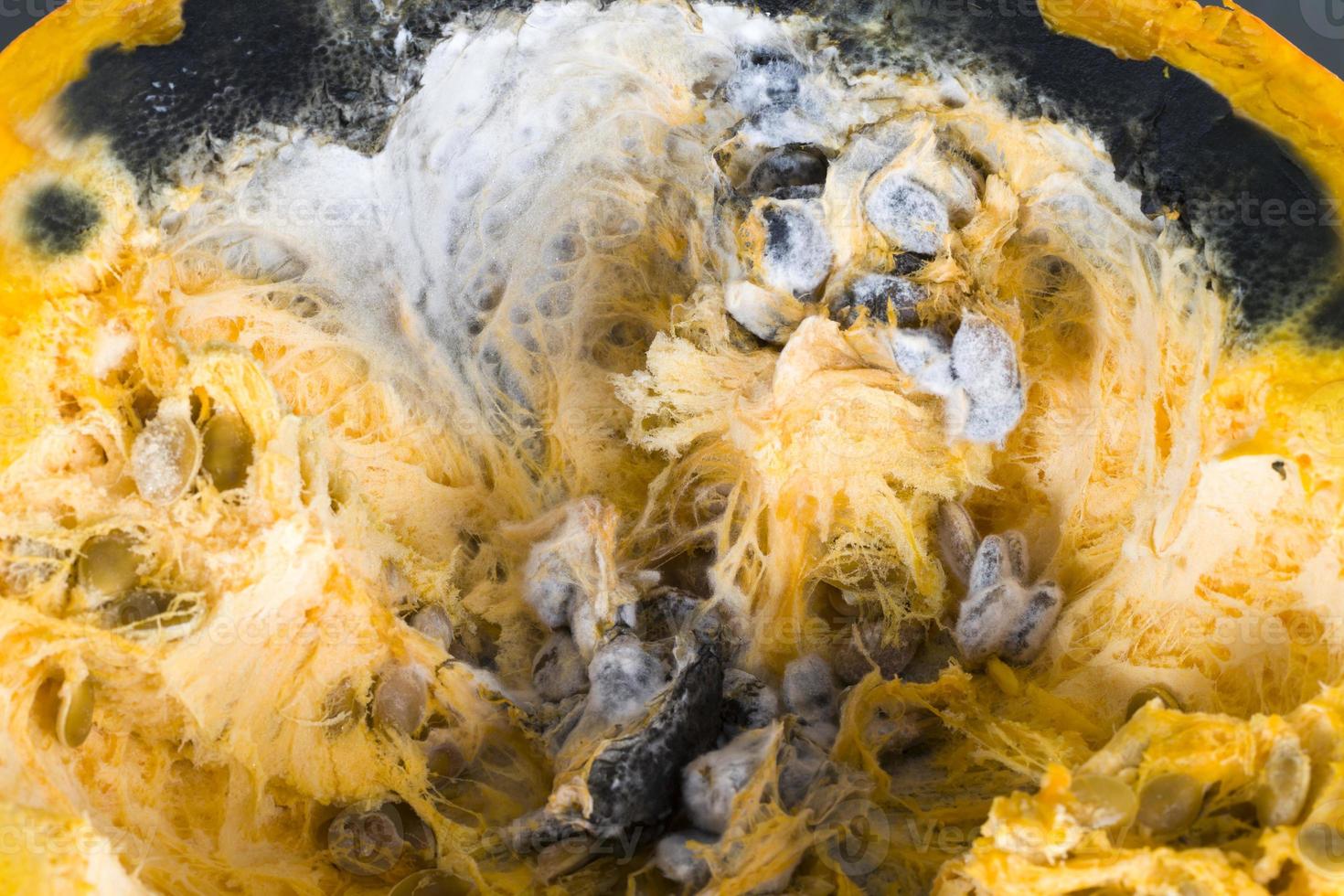 Rotting pumpkin vegetables photo