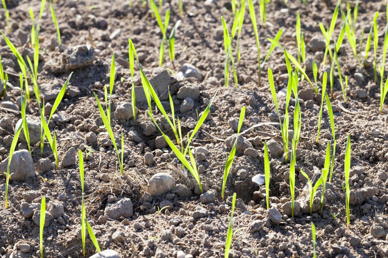 green grass, close up photo