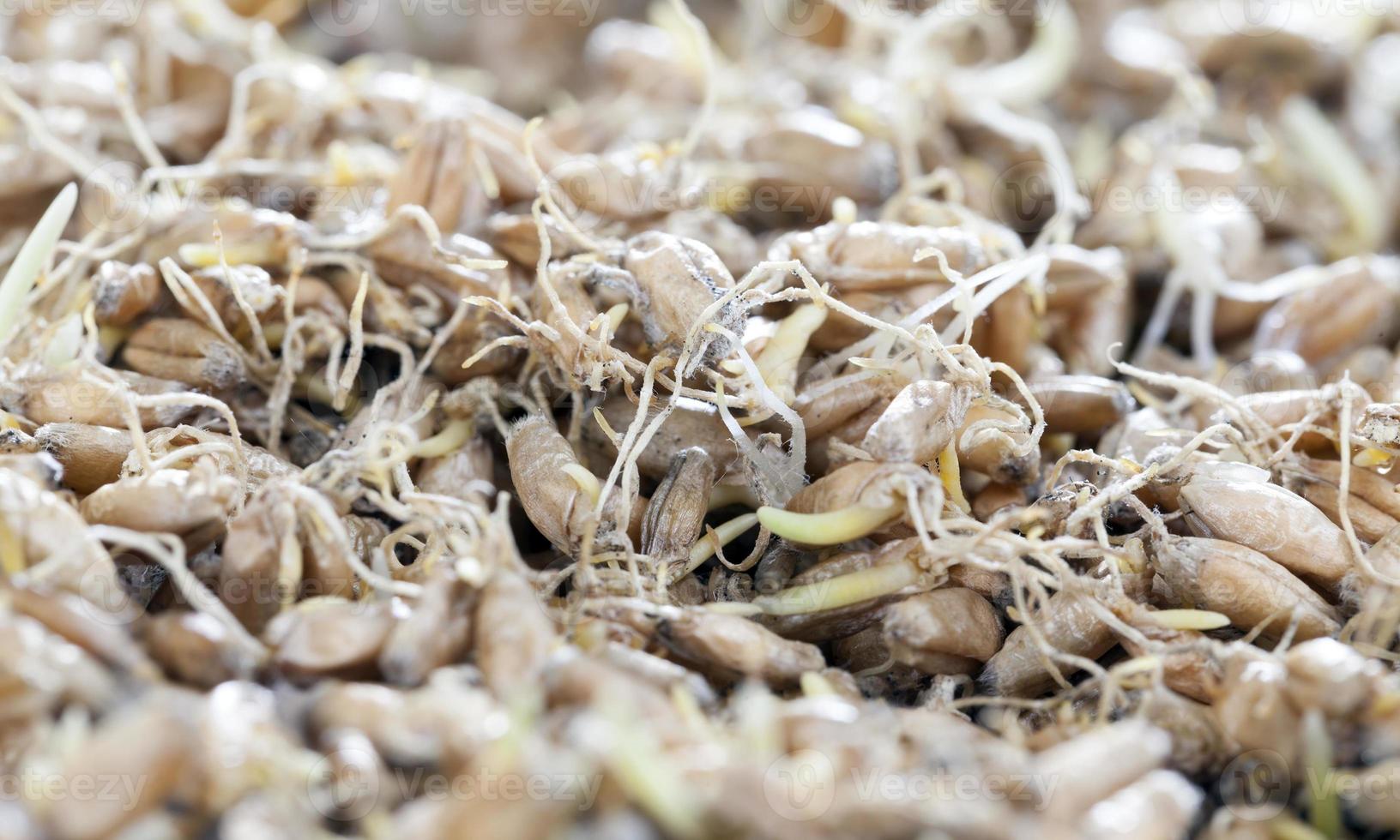 Sprouted wheat grains photo