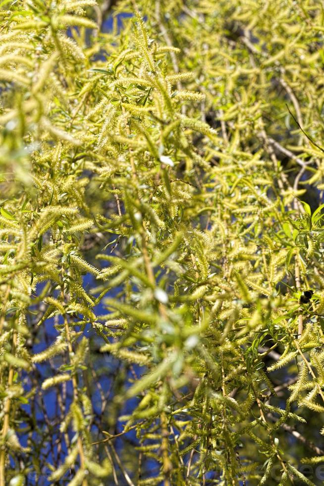 photos of willow leaves 9415621 Stock Photo at Vecteezy