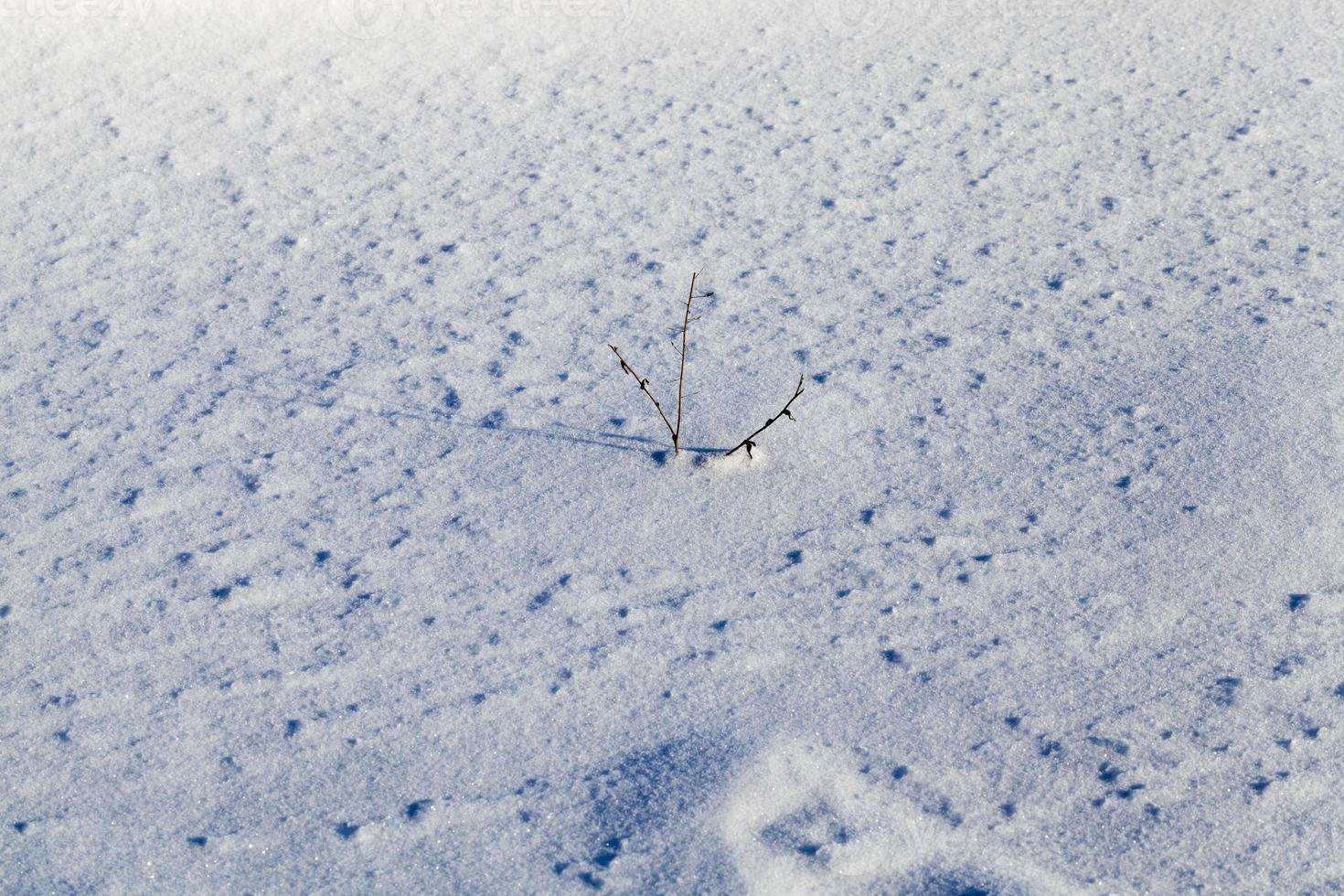 grass in snow photo