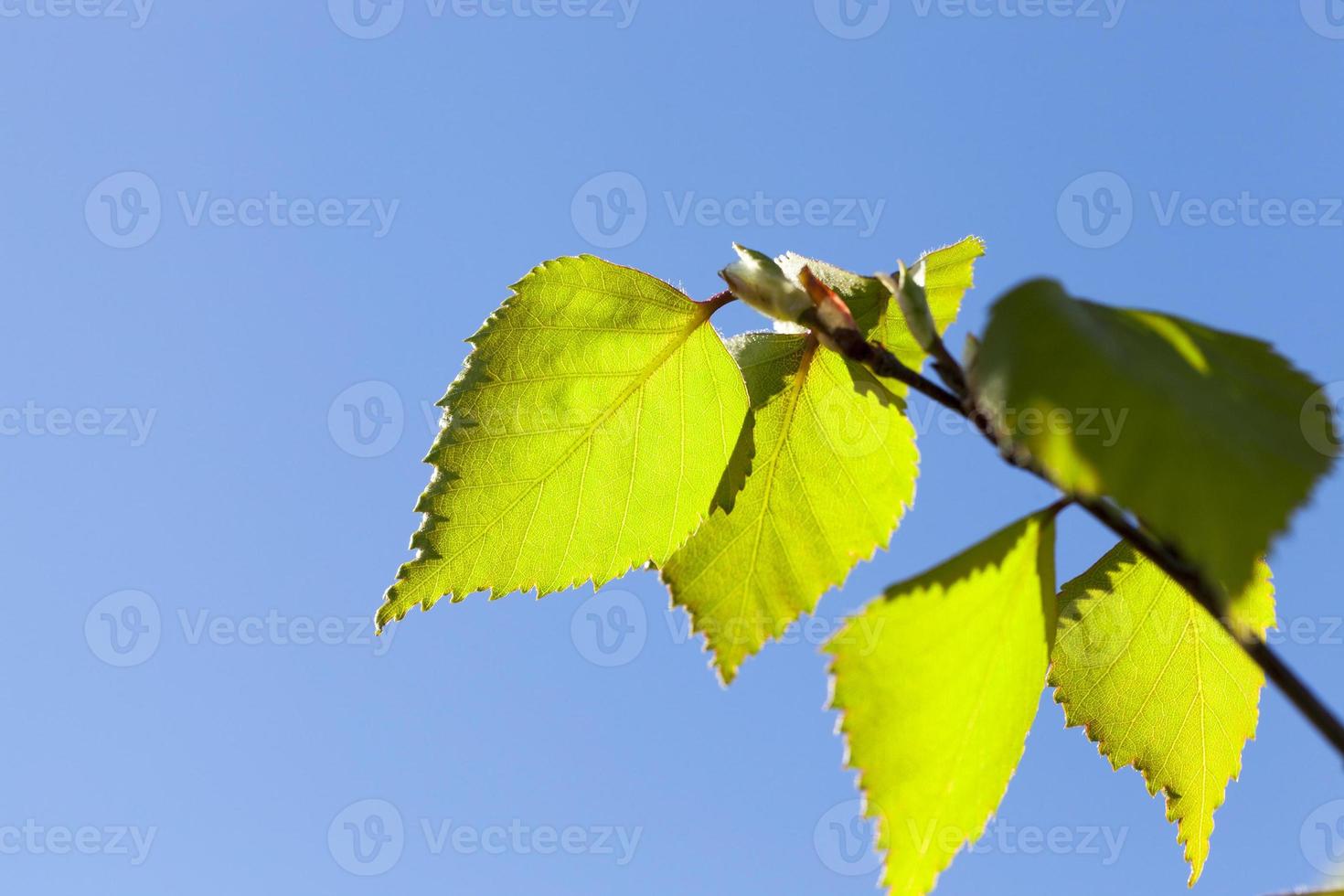 young birch leaves photo