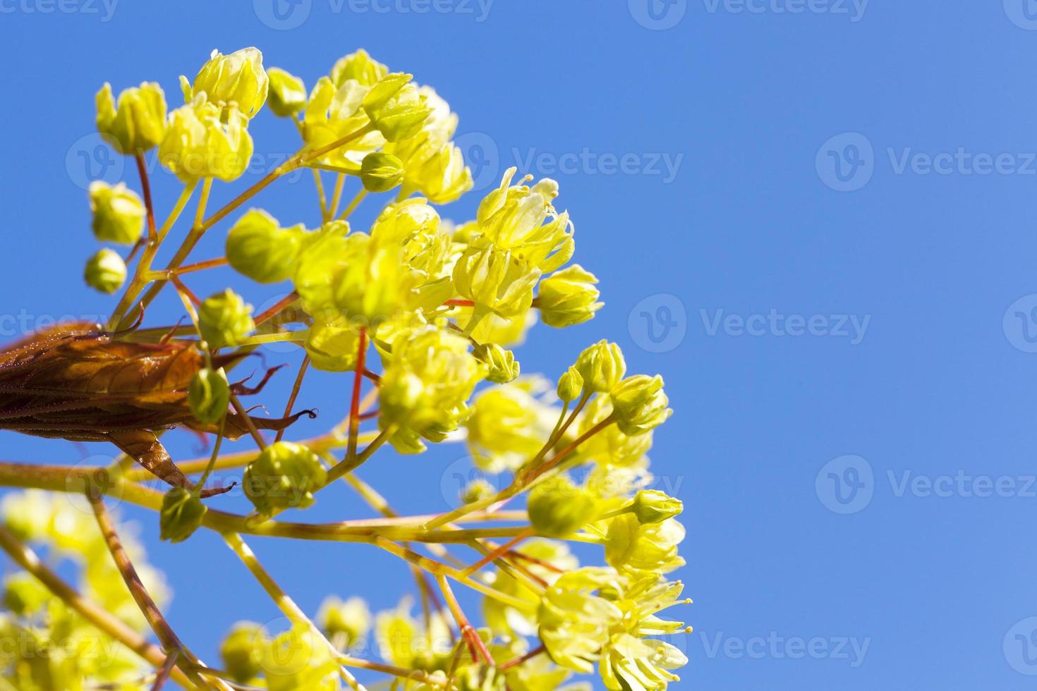 flowering maple tree photo