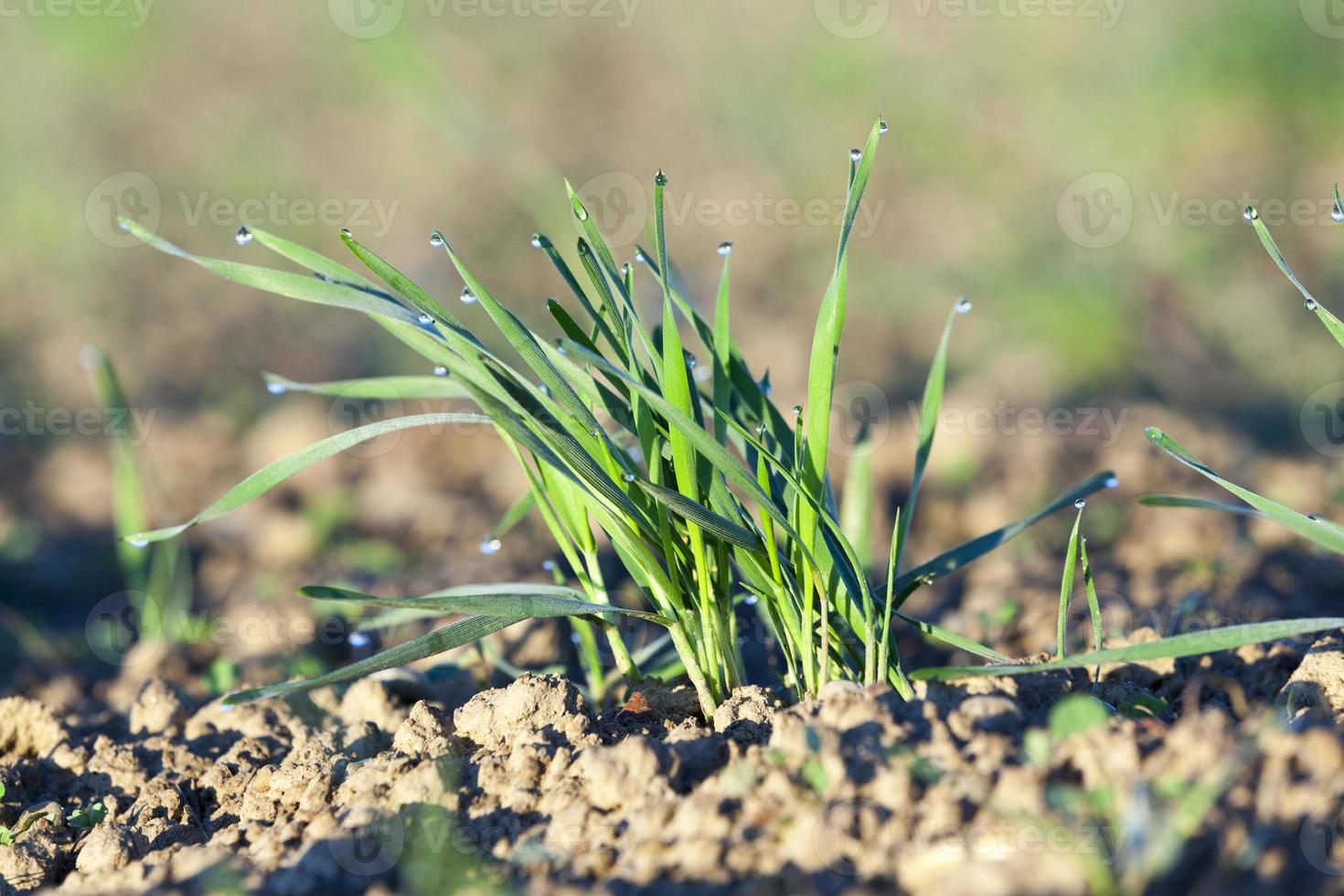 young grass plants, close-up photo