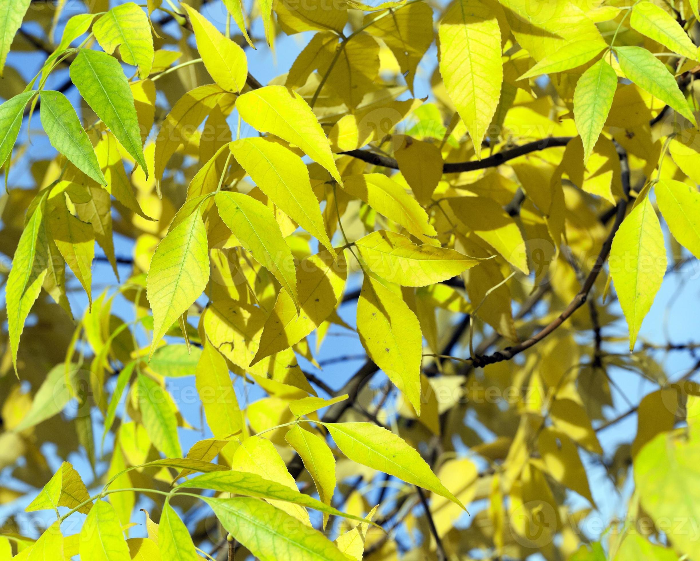 yellowing leaves on the trees 9415727 Stock Photo at Vecteezy