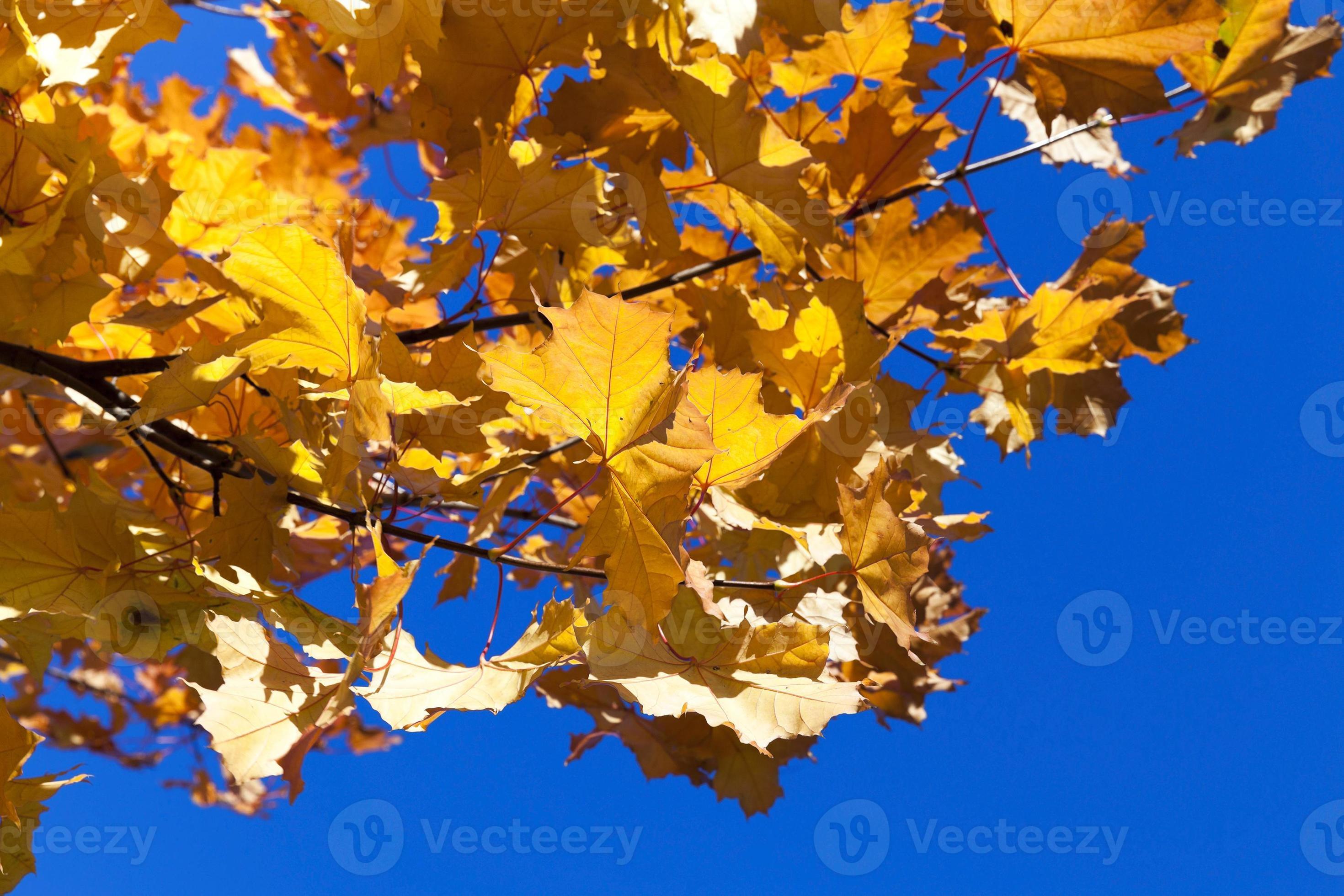 yellowing leaves on the trees 9415755 Stock Photo at Vecteezy