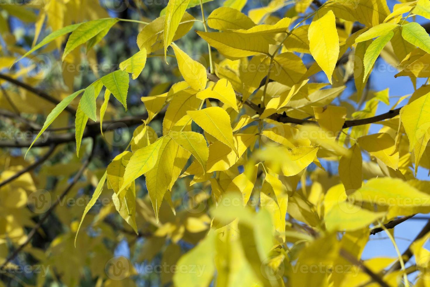 yellowing leaves on the trees 9415773 Stock Photo at Vecteezy