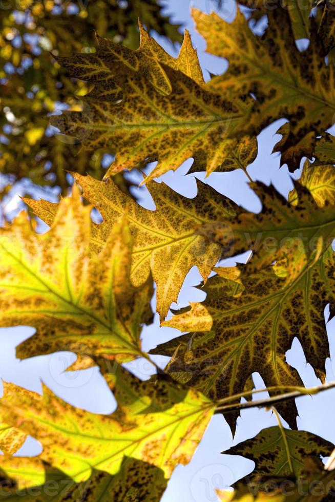 Autumn time, close up photo