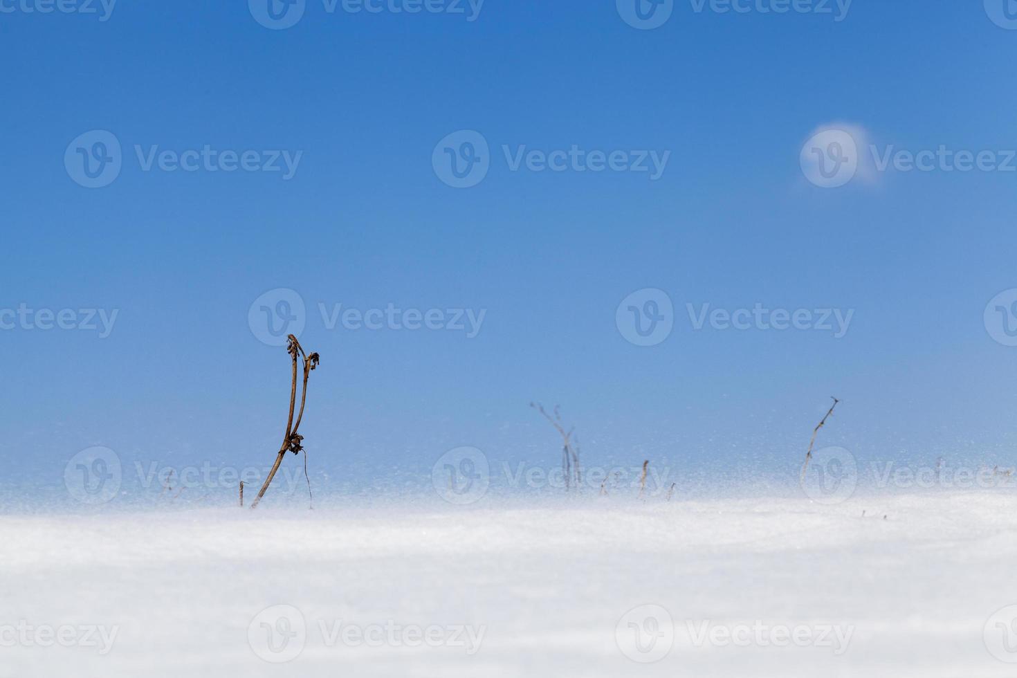 Winter with falling snow photo