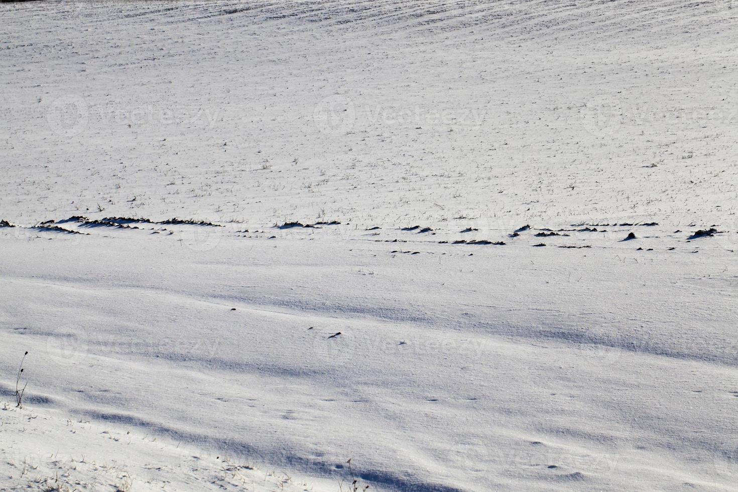 Snow drifts in winter photo