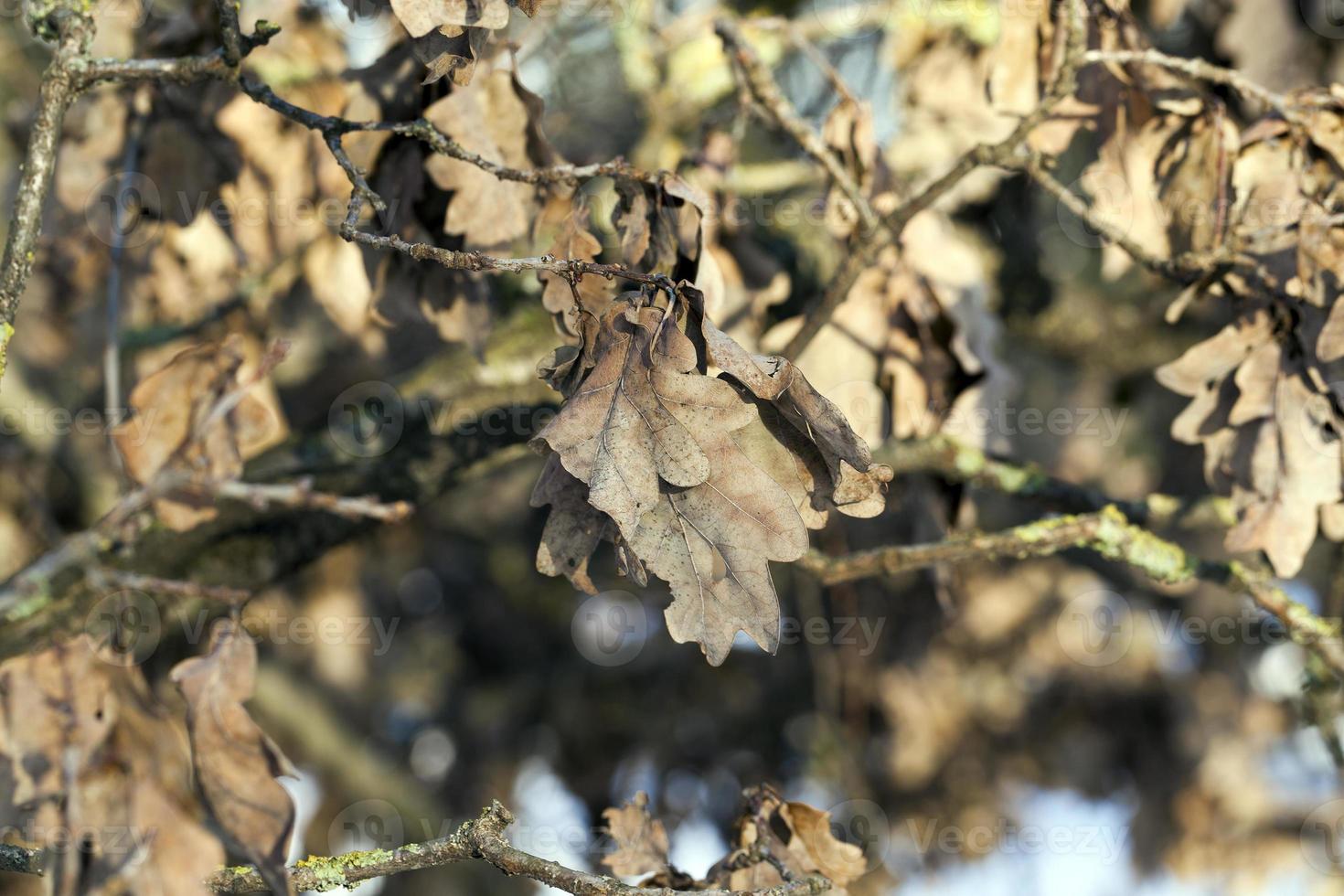 Dry oak leaves photo