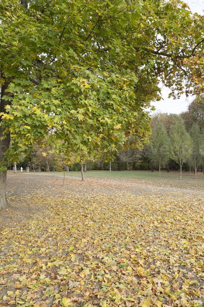 autumn in the park photo