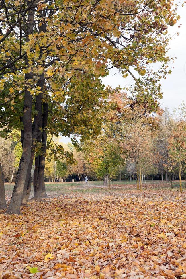 Park in autumn photo