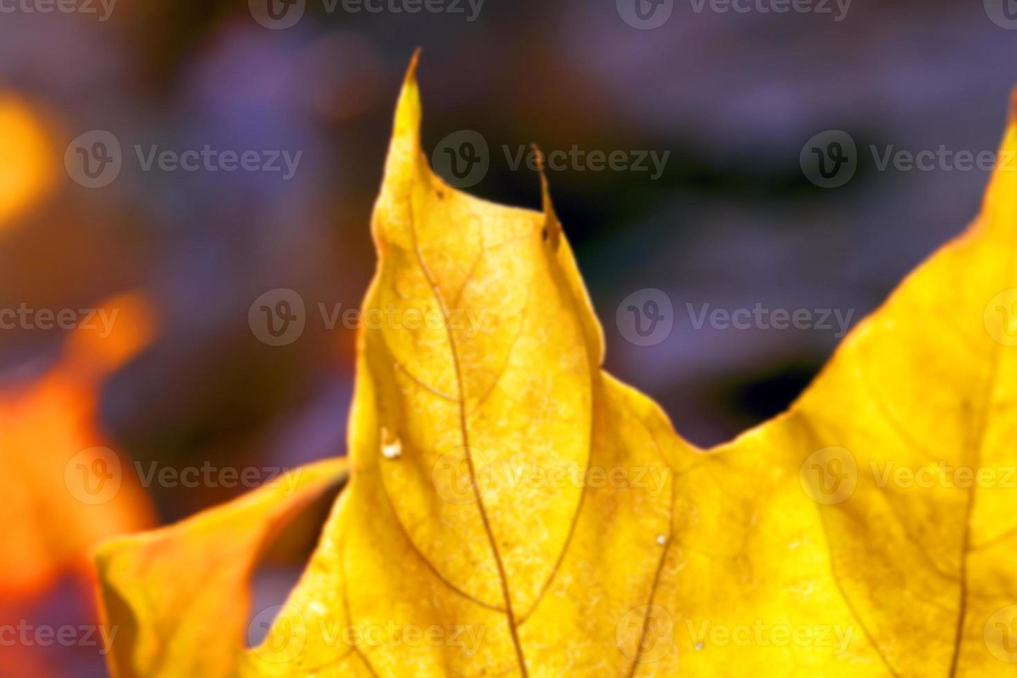 otoño en el parque foto