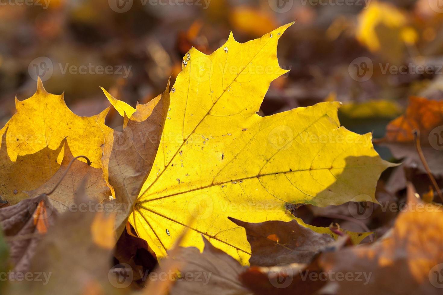 yellowing leaves on the trees 9415916 Stock Photo at Vecteezy