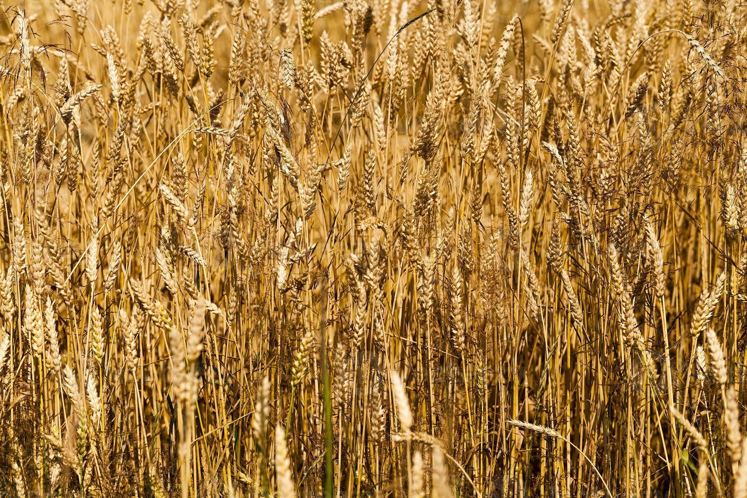 mature cereal , close-up photo